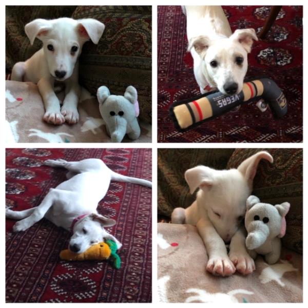 /Images/uploads/Minnesota Spay Neuter Assistance Program/MNSNAP/entries/9414.jpg